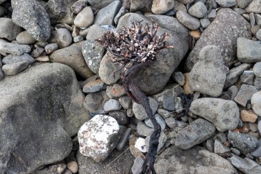Atlantik Okyanusu sahilinde yosun. Arka planda çakıl taşları var. Westfjords rea, Isafjordur, İzlanda.
