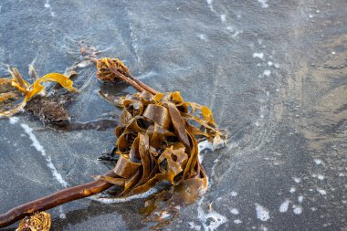 Atlantik Okyanusu sahilinde yosun. Arka planda çakıl taşları var. Westfjords rea, Isafjordur, İzlanda.