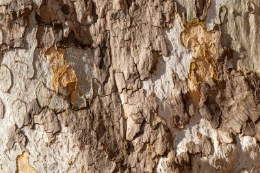 Parlak gün ışığında yaşlı bir ağacın kabuğunun renkli detayları. Çok fazla kahverengi tonu var. Januv hrad, Podivin, Moravya, Çek repbulik.