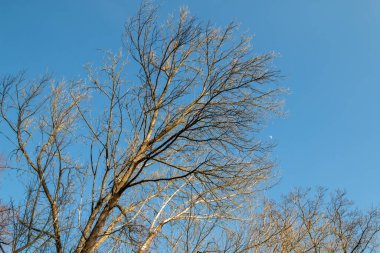 Parlak mavi kış sonu gökyüzü. Ağaç tacının tüm dallarına bakın, hala yapraksız. Lednice, Morava, Çek Cumhuriyeti.