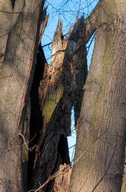 Eski ağaç gövdeleri, kısmen kırılmış, ama hala yaşıyor. Ağaç kabuğunda yeşil yosun ayrıntıları var. Arka planda parlak mavi gökyüzü, çeşitli uzuvlarla birlikte. Lednice, Morava, Çek.