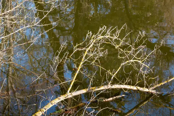 Sunny day in the late winter. Partly broken twigs in the river Dyje. Lednice, Podivin, Morava, Czechia.