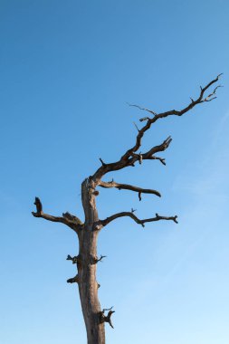 Birkaç bükülmüş dalı olan kuru, yaşlı bir ağaç. Arka planda parlak mavi gökyüzü. Lednice, Moravya, Çek Cumhuriyeti.