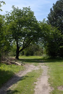 Ağaçları, çalıları ve otları olan yeşil bahçeye giden yol. Açık beyaz bulutlu mavi gökyüzü. Jestrabiç, Moravya, Çek Cumhuriyeti.