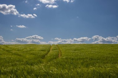 Sahadaki bitkinin parlak ve taze yeşil rengi. Toprak Horizon 'u. Beyaz bulutlu mavi gökyüzü. Brnicko, Moravya, Çek repbulik.