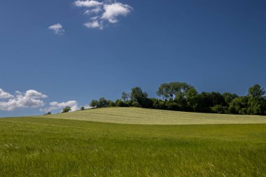 Baharın sonlarında taze yeşil çayır. Arka planda ağaçlar var. Parlak mavi gökyüzü ve beyaz bulutlar. Brnicko, Moravya, Çek Cumhuriyeti.