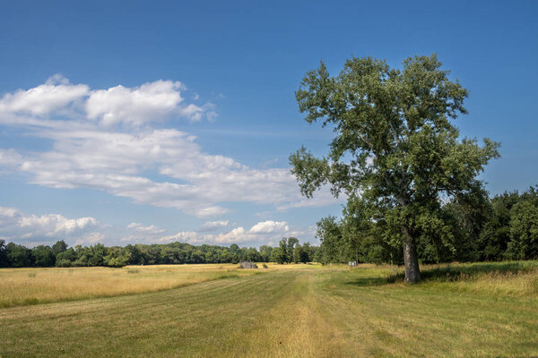 Лаун с деревом и окруженный лесом. Голубое небо с белыми облаками. Площадь парка, принадлежащего охотничьему замку Поханско, Бреклав, Моравия, Чешский репбулик.