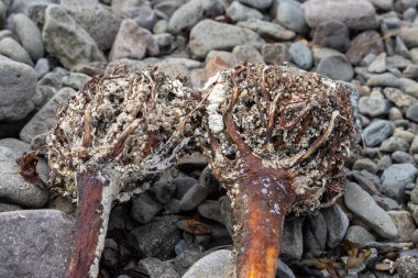 Atlantik Okyanusu sahilindeki büyük bir yosun kökü. Arka planda çakıl taşları var. Westfjords, Isafjordur, İzlanda Bölgesi.