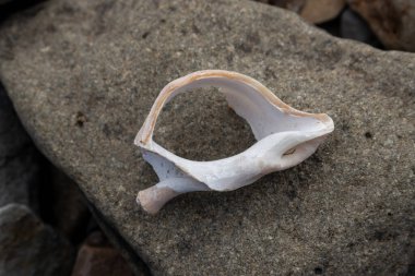 Kuzey İzlanda sahilinde bulunan beyaz kırık deniz salyangozu kabuğu. Arka planda taş var. Westfjords, Isafjordur, İzlanda Bölgesi.