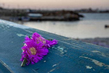 Tıpkı dün geceki flörtün anısı gibi Spiaggia Sibiliana, Marsala, Sicilya 'da soyulmuş mavi bir teknede unutulmuş iki incirin mor çiçekleri gibi..
