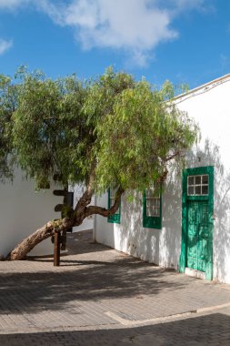 Beyaz mimari, tipik ada. Yeşil kapılar ve pencereler. Doğaya saygı göster, binalar arasındaki eski ağaçlar. Beyaz bulutlu mavi gökyüzü. Teguise, Lanzarote, Kanarya Adaları, İspanya.