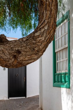 Beyaz mimari, tipik ada. Yeşil kapılar ve pencereler. Doğaya saygı göster, binalar arasındaki eski ağaçlar. Beyaz bulutlu mavi gökyüzü. Teguise, Lanzarote, Kanarya Adaları, İspanya.