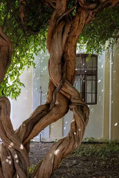 stock image Trunk of an old tree. Historical architecture in the area of Spa Island in the background. City with healing springs. Piestany, Slovakia.