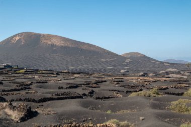 Toprağın altındaki bir delikte büyüyen üzüm bağları, rüzgardan korunmak ve tüm nemi almak için. Her deliğin küçük bir taş duvarı vardır. La Geria, Lanzarote, İspanya.