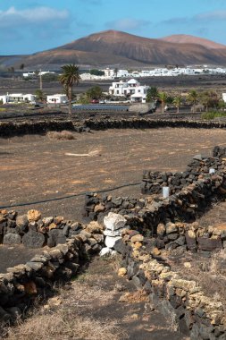 Şarap üzümlerinin ekildiği karanlık volkanik bir toprak manzarası. Geleneksel beyaz binalar. Arka plandaki dağ. Kışın beyaz bulutlu mavi gökyüzü. La Florida, Lanzarote, İspanya.