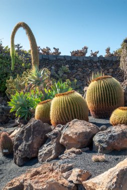 Cesar Manrique tarafından yaratılan Kaktüs Bahçesi 'ndeki kaktüslerin çeşitli şekilleri, renkleri ve boyutları. Guatiza, Lanzarote, Kanarya Adaları, İspanya.
