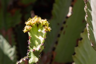 Cesar Manrique tarafından yaratılan Kaktüs Bahçesi 'ndeki kaktüslerin çeşitli şekilleri, renkleri ve boyutları. Guatiza, Lanzarote, Kanarya Adaları, İspanya.