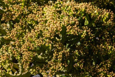 Cesar Manrique tarafından yaratılan Kaktüs Bahçesi 'ndeki kaktüslerin çeşitli şekilleri, renkleri ve boyutları. Guatiza, Lanzarote, Kanarya Adaları, İspanya.