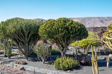 Cesar Manrique tarafından yaratılan Kaktüs Bahçesi 'ndeki kaktüslerin çeşitli şekilleri, renkleri ve boyutları. Guatiza, Lanzarote, Kanarya Adaları, İspanya.