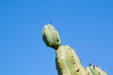 Cesar Manrique tarafından yaratılan Kaktüs Bahçesi 'ndeki kaktüslerin çeşitli şekilleri, renkleri ve boyutları. Guatiza, Lanzarote, Kanarya Adaları, İspanya.