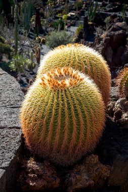 Cesar Manrique tarafından yaratılan Kaktüs Bahçesi 'ndeki kaktüslerin çeşitli şekilleri, renkleri ve boyutları. Guatiza, Lanzarote, Kanarya Adaları, İspanya.