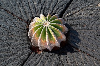 Cesar Manrique tarafından yaratılan Kaktüs Bahçesi 'ndeki kaktüslerin çeşitli şekilleri, renkleri ve boyutları. Guatiza, Lanzarote, Kanarya Adaları, İspanya.
