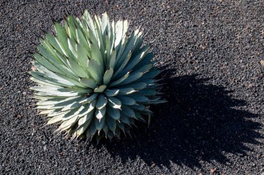 Cesar Manrique tarafından yaratılan Kaktüs Bahçesi 'ndeki kaktüslerin çeşitli şekilleri, renkleri ve boyutları. Guatiza, Lanzarote, Kanarya Adaları, İspanya.