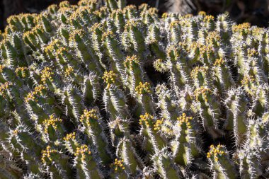 Cesar Manrique tarafından yaratılan Kaktüs Bahçesi 'ndeki kaktüslerin çeşitli şekilleri, renkleri ve boyutları. Guatiza, Lanzarote, Kanarya Adaları, İspanya.