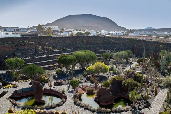 stock image Various shapes, colors and sizes of the cactuses and succulents in the Cactus Garden, created by Cesar Manrique. Guatiza, Lanzarote, Canary Islands, Spain.