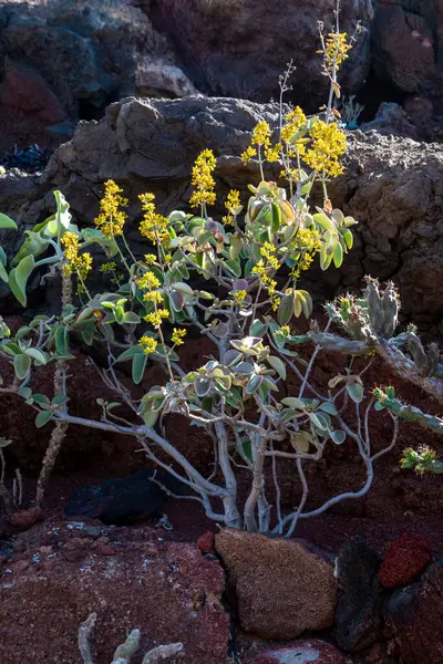 stock image Various shapes, colors and sizes of the cactuses and succulents in the Cactus Garden, created by Cesar Manrique. Guatiza, Lanzarote, Canary Islands, Spain.