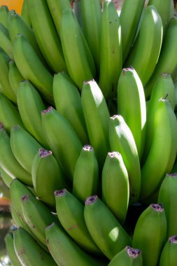 Banana Route 'un bahçelerinden birinde yetişmekte olan, bir ağacın üzerinde muz sürüsü. Küçük tatlı meyvelerin özel yerel çeşitleri. Madalena do Mar, Madeira, Portekiz.