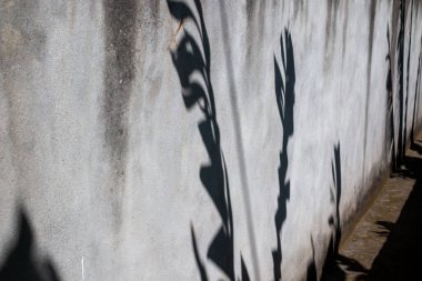 Baharda güneşli bir gün. Muz palmiye ağaçlarının gölgesi duvarda. Muz tarlaları ve tipik tatlı meyve çeşitleriyle dolu. Madalena do Mar, Madeira, Portekiz.