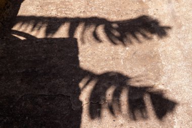 Baharda güneşli bir gün. Muz palmiye ağaçlarının gölgesi duvarda. Muz tarlaları ve tipik tatlı meyve çeşitleriyle dolu. Madalena do Mar, Madeira, Portekiz.