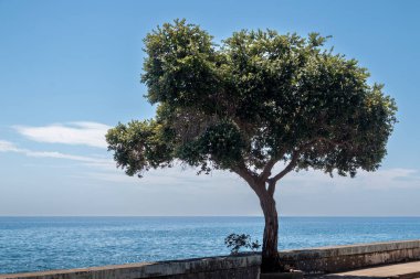 Güneşli bir bahar gününde Atlantik Okyanusu kıyısında gezinti. Büyük ağaç. Suyun ufku ve beyaz bulutlu mavi bir gökyüzü. Madalena do Mar, Madeira, Portekiz.