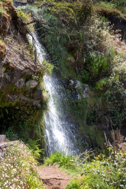 Taze bahar yeşiliyle çevrili yüksek bir dağdan akan şelale. Levada das 25 fontes Rabacal, Paul da Serra, Madeira, Portekiz.