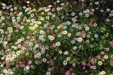 Vahşi Erigeron doğada büyüyor. Beyazdan pembeye çeşitli tonlarda. Levada das 25 fontes Rabacal, Paul da Serra, Madeira, Portekiz.