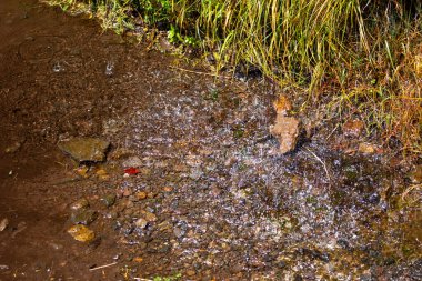 Dağdaki doğada akan su. Damlalar ünlü dereler yaratıyor - levadas. Levada das 25 fontes Rabacal, Paul da Serra, Madeira, Portekiz.