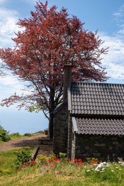Turistik bir yoldaki taştan kulübe. Kırmızı yapraklı ağaç. Vahşi bahar çiçekleri açıyor. Beyaz bulutlu mavi gökyüzü. Levada das 25 fontes Rabacal, Paul da Serra, Madeira