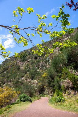 Dağ ve vadi, taze bahar bitkileriyle kaplı. Beyaz bulutlu mavi gökyüzü. Çok popüler turistik rotalardan biri. Levada das 25 fontes Rabacal, Paul da Serra, Madeira, Portekiz.
