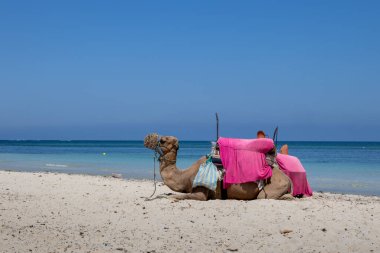 Akdeniz sahillerinde turistler için bir sürüşten önce dinlenen deve. Mavi gökyüzü olan güneşli bir yaz günü. Djerba, Tunus, Afrika.