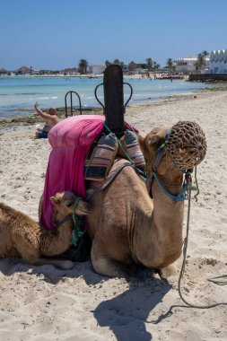Akdeniz sahillerinde turistler için bir sürüşten önce develer dinleniyor. Mavi gökyüzü olan güneşli bir yaz günü. Djerba, Tunus, Afrika.