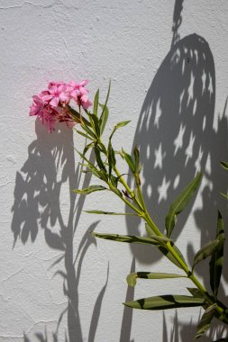Çiçek açan bir zakkum tarafından yaratılan natürmort, bir binanın beyaz cephesinde yıldızlı şık bir duvar lambasının gölgesi. Veranda, Djerba, Tunus, Afrika.