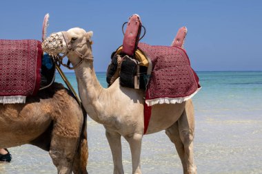Deve Akdeniz sahillerinde turist gezisine çıkmaya hazır. Sığ suda ferahlatıcı. Parlak mavi gökyüzü. Djerba, Tunus, Afrika.