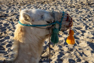 Akdeniz sahillerinde turistler için bir sürüşten önce dinlenen deve. Güneşli bir yaz günü. Djerba, Tunus, Afrika.