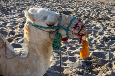 Akdeniz sahillerinde turistler için bir sürüşten önce dinlenen deve. Güneşli bir yaz günü. Djerba, Tunus, Afrika.