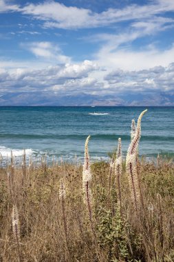 Sahilde büyüyen Drimia Maritima çiçekleri. Adanın kuzeydoğusundaki İyon Denizi 'nin mavi suları. Arnavutluk 'taki dağlar ufukta görünüyor. Beyaz bulutlu mavi gökyüzü. Korfu, Yunanistan.
