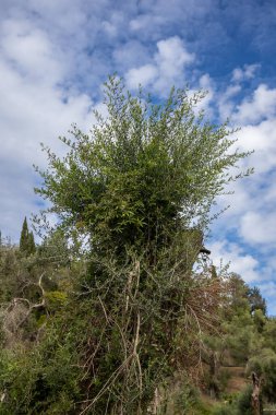 Bahçedeki yaşlı zeytin ağacı. Yeni dalları olan eski bir sandık. Beyaz bulutlu mavi gökyüzü. Korfu, Yunanistan.