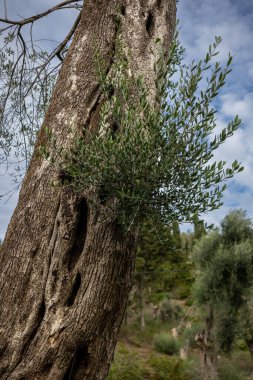 Bahçedeki eski zeytin ağaçları. Yeni dalları olan yapılandırılmış eski bir sandık. Korfu, Yunanistan.