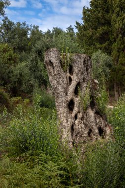 Bahçedeki eski zeytin ağaçları. Yeni dalları olan yapılandırılmış eski bir sandık. Korfu, Yunanistan.