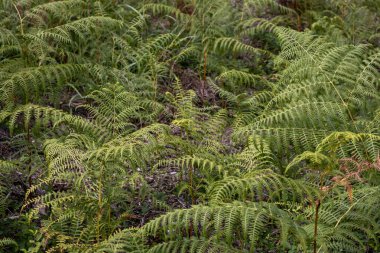 Eğrelti otlağı eski bir bahçede büyüyor. Korfu, Yunanistan.